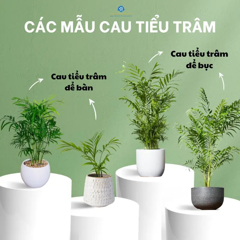 Cây cau tiểu trâm phong thủy - Ý nghĩa phong thủy cây cau tiểu trâm