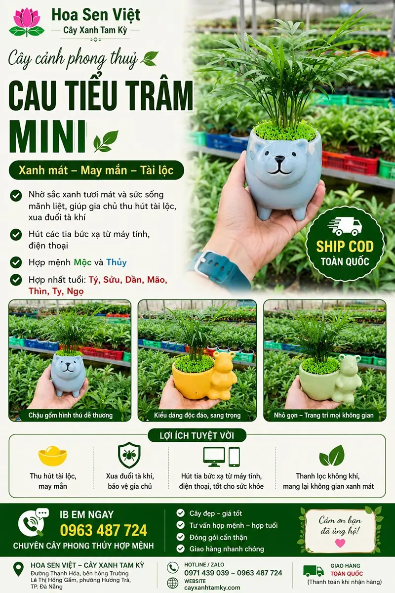 Cây cau tiểu trâm phong thủy - Vị trí đặt cây cau tiểu trâm hút tài lộc
