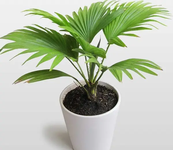 Cây cọ cảnh phong thủy - Ý Nghĩa Phong Thủy Của Cây Cọ Cảnh