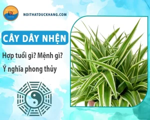 Cây dây nhện phong thủy - Ý nghĩa phong thủy cây dây nhện