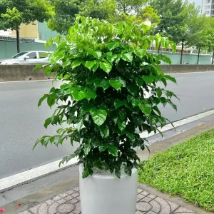 Cây hạnh phúc phong thủy - Ý nghĩa phong thủy cây hạnh phúc