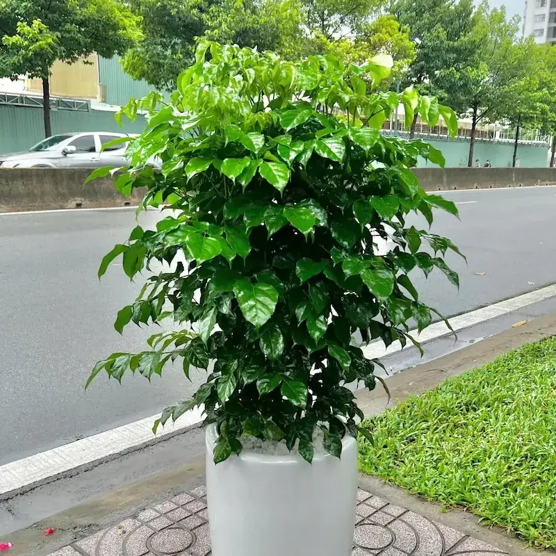 Cây hạnh phúc phong thủy - Ý nghĩa phong thủy cây hạnh phúc