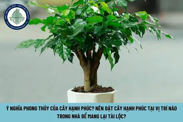 Cây hạnh phúc phong thủy - Vị trí đặt cây hạnh phúc hút tài lộc