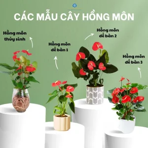 Cây hồng môn phong thủy - Ý nghĩa cây hồng môn trong phong thủy