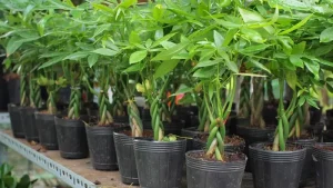 Cây kim ngân phong thủy - Ý nghĩa phong thủy cây kim ngân