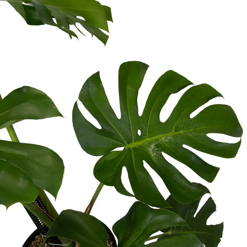 Cây monstera phong thủy - Ý nghĩa phong thủy của cây Monstera