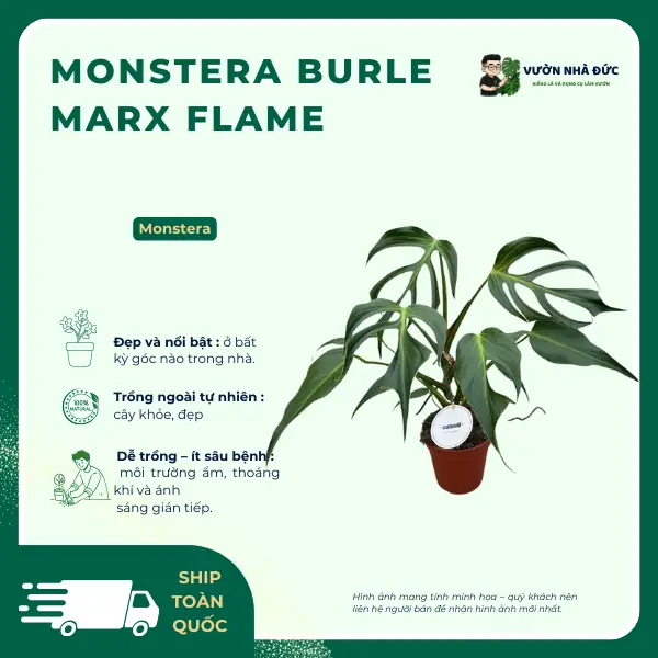 Cây monstera phong thủy - Trồng và chăm sóc Monstera chuẩn phong thủy