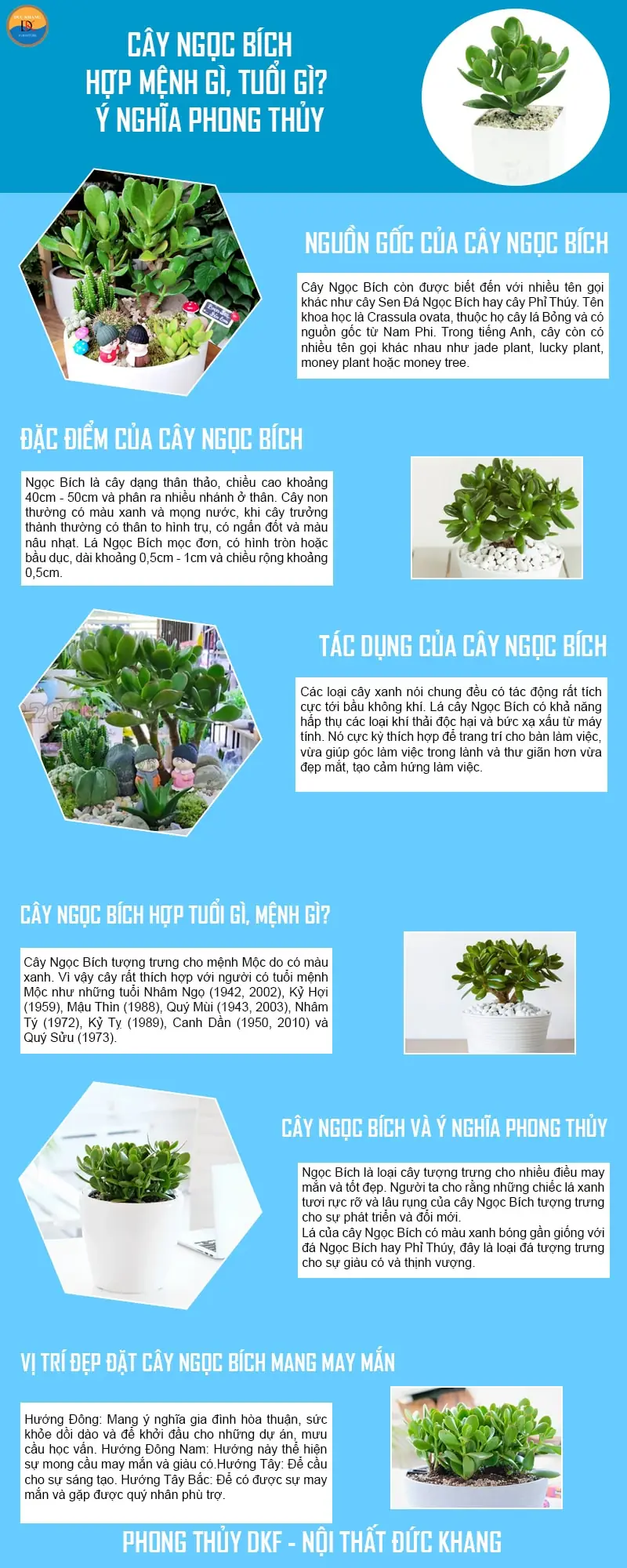 Cây Ngọc Bích Phong Thủy: Thu Hút Tài Lộc, Vượng Khí 2 Cây ngọc bích phong thủy - Cây ngọc bích hợp mệnh, tuổi nào?