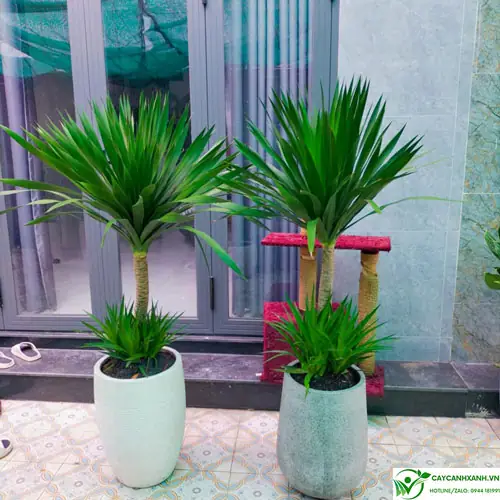 Cây phát tài phong thủy - Chọn Cây Phát Tài Hợp Mệnh và Bố Trí Đón Lộc