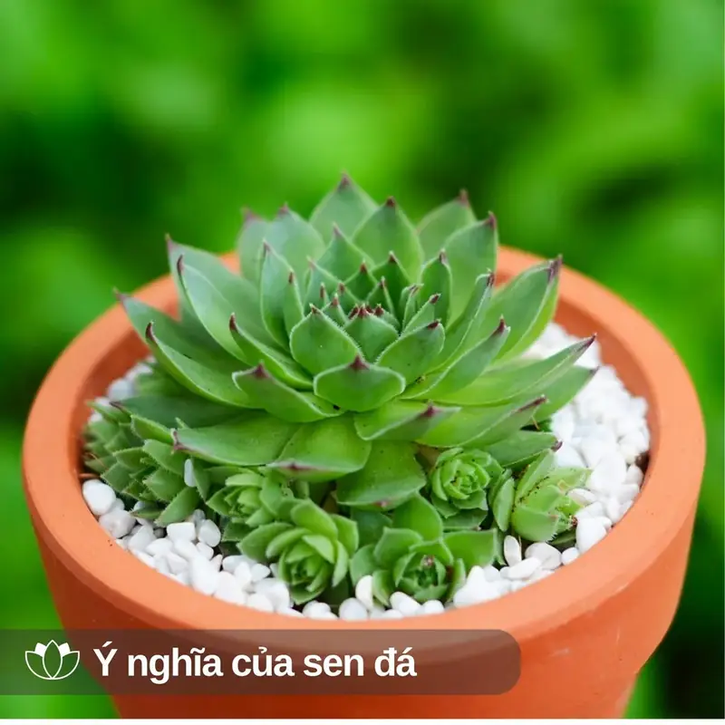 Cây sen đá phong thủy - Ý nghĩa cây sen đá trong phong thủy