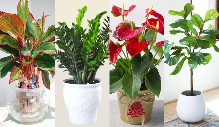 Cây Tài Lộc Phong Thủy: Bí Quyết Chiêu Mộ Vượng Khí, May Mắn 3 Cây tài lộc phong thủy - Cách Chọn Cây Tài Lộc Theo Mệnh và Hướng