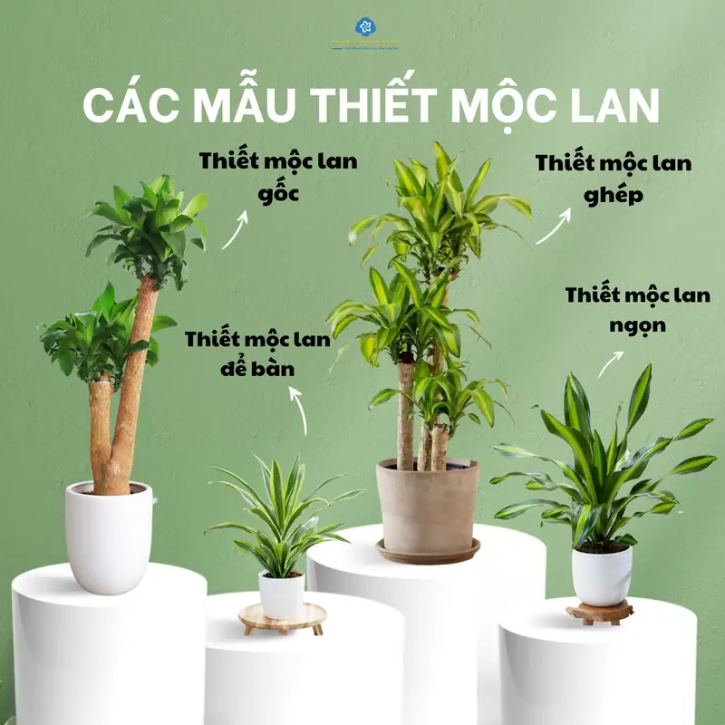 Cây Thiết Mộc Lan Phong Thủy: Ý Nghĩa, Hợp Mệnh & Cách Bài Trí Chiêu Tài 2026 1 Cây thiết mộc lan phong thủy - Ý nghĩa phong thủy cây Thiết Mộc Lan