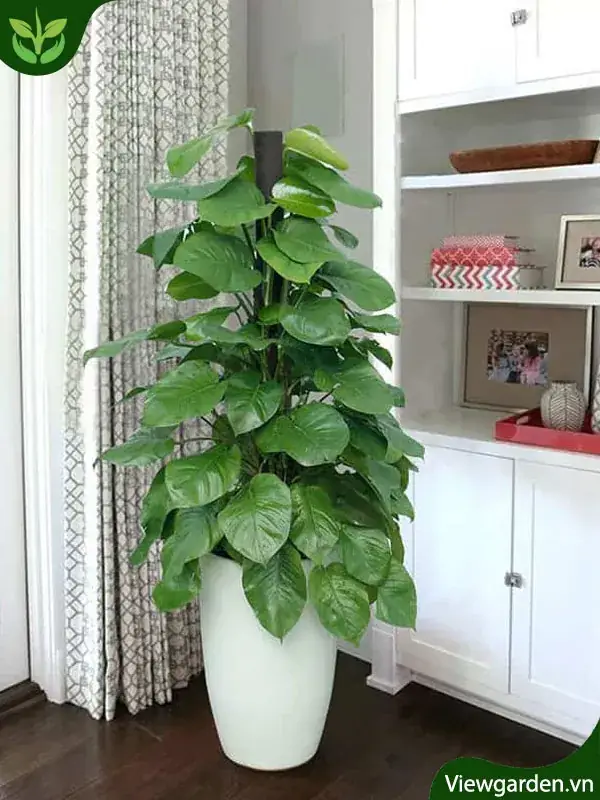 Cây trầu bà phong thủy - Ý nghĩa phong thủy cây trầu bà