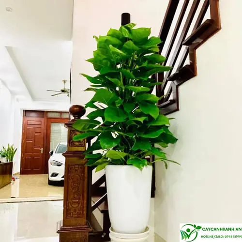 Cây trầu bà phong thủy - Cây trầu bà hợp mệnh, tuổi nào?