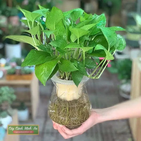 Cách trồng và chăm sóc cây trầu bà phong thủy