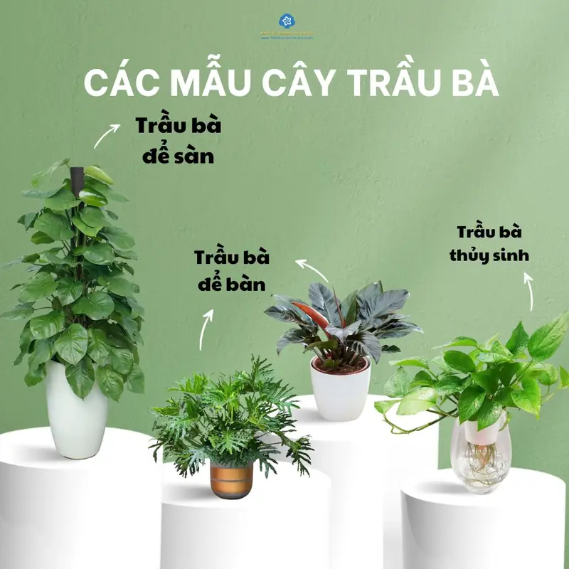 Cây trầu bà phong thủy - Các loại cây trầu bà phổ biến