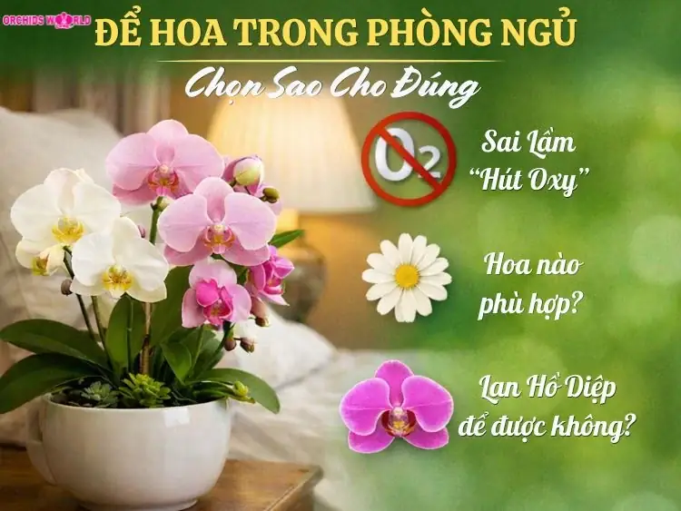 Cây Trong Phòng Ngủ Có Tốt Không: Lợi Ích & Lưu Ý 2026 2 Cây trong phòng ngủ có tốt không - Quan Niệm Sai Lầm Và Sự Thật Về Cây Trong Phòng