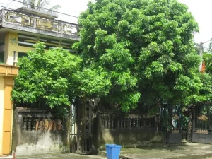 Cây trước cửa nhà có tốt không - Tại sao cây trước cửa nhà lại gây tranh cãi?