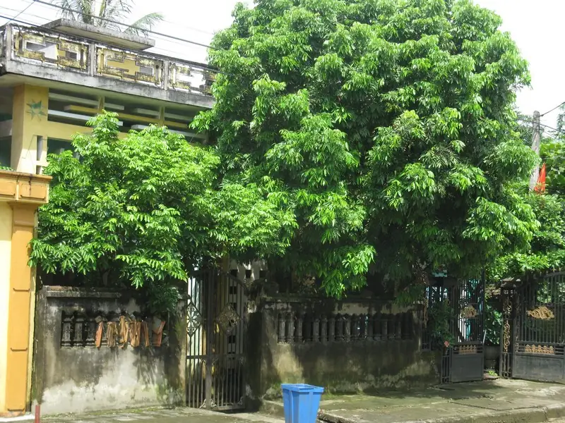 Cây trước cửa nhà có tốt không - Tại sao cây trước cửa nhà lại gây tranh cãi?
