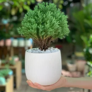 Cây tùng bồng lai phong thủy - Ý nghĩa phong thủy cây tùng bồng lai