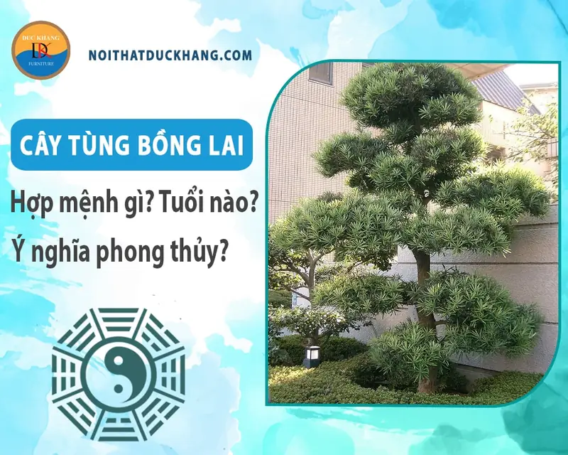 Cây Tùng Bồng Lai Phong Thủy: Ý Nghĩa & Cách Chiêu Tài Lộc 2026 2 Cây tùng bồng lai phong thủy - Cây tùng bồng lai hợp mệnh, tuổi nào?