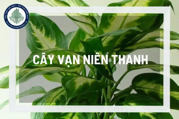 Cây Vạn Niên Thanh Phong Thủy: Ý Nghĩa & Cách Đặt Chiêu Tài Lộc 3 Cây vạn niên thanh phong thủy - Vị trí đặt cây Vạn Niên Thanh hút tài lộc