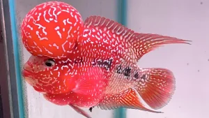 Nuôi cá gì hợp phong thủy - Các loại cá phong thủy phổ biến mang lại may mắn