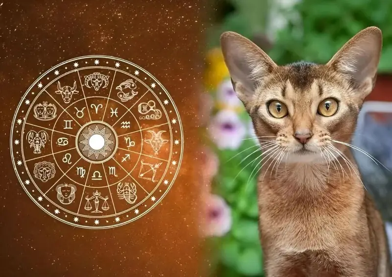 Tuổi Mão Kỵ Hướng Nào? Hóa Giải Vận Khí Xấu Để Đón Tài Lộc 3 Tuổi mão kỵ hướng nào - Hướng Xấu Và Cách Hóa Giải Cho Người Tuổi Mão